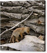 Baby Red Foxes Playing Outside Log Den Acrylic Print