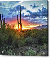 Tucson, Arizona Saguaro Sunset Acrylic Print