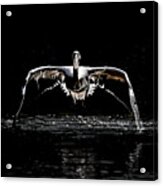Pelican Flight 2 Acrylic Print