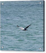 Pelican Flight Acrylic Print
