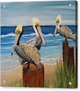 Pelicans Perched Acrylic Print