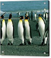 Penguins Of South Georgia Acrylic Print