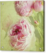 Peonies Acrylic Print