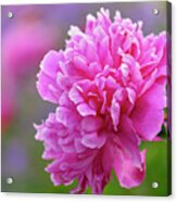 Peony Flower Acrylic Print