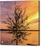 Percy Priest Lake Sunset Young Tree Acrylic Print