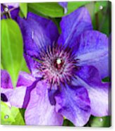 Perfectly Purple The President Clematis Blossom Acrylic Print