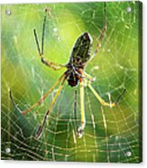 Peru  Amazon Spider Acrylic Print