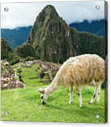 Peru, White Llama Eating Grass Acrylic Print