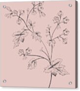 Phacelia Blush Pink Flower Acrylic Print
