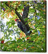 Pileated Woodpecker Acrylic Print