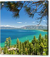 Pine Trees, Lake Tahoe, California, Usa Acrylic Print