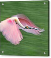 Pink And Green Acrylic Print