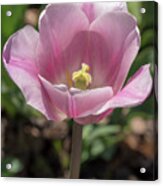 Pink-and-white Tulip Acrylic Print