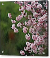 Pink Blossoms In Foreground At Reagan Library On Deep Green Background Acrylic Print