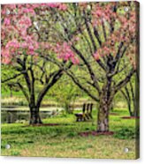 Pink Blossoms In Greenwich Connecticut Acrylic Print