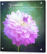 Pink Dahlia Gratitude Artwork Acrylic Print