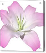 Pink Lily Flower Photograph Best For Shirts Acrylic Print