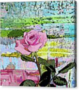 Pink Rose 1018 Acrylic Print