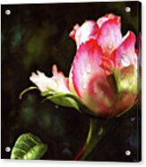 Pink Rose Bud With Dewdrops Acrylic Print