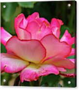 Pink Rose Acrylic Print