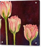 Pink Tulips Detail Acrylic Print