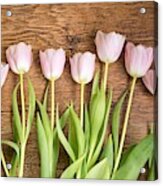 Pink Tulips Acrylic Print