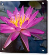 Pink Water Lily At Sara P Duke Garden Acrylic Print