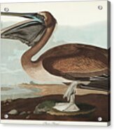 Pl 421 Brown Pelican Acrylic Print