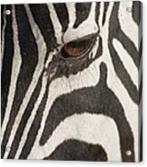 Plains Zebra Equus Burchelli, Close-up Acrylic Print