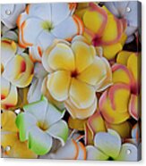 Plastic Pulmeria Or Frangipani Flowers Acrylic Print