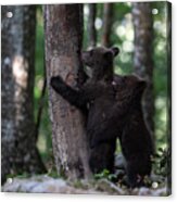 Playing Bear Cubs 1 Acrylic Print
