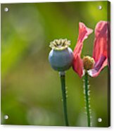 Pleasures Are Like Poppies Acrylic Print