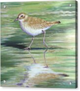Plover Reflections Acrylic Print