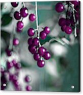 Plum Berries On Teal Acrylic Print