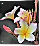 Plumeria Acrylic Print