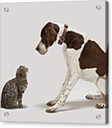 Pointer Looking Down At Cat Acrylic Print
