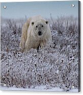 Polar Bear In Snow Covered Willow Acrylic Print