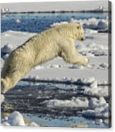 Polar Bear Jumping Acrylic Print