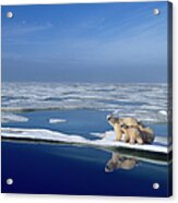 Polar Bear Mother Ursus Maritimus And Acrylic Print