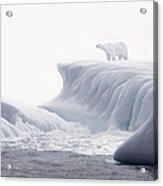 Polar Bear On Iceberg Acrylic Print