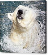 Polar Bear Shaking Off Water Acrylic Print