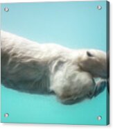 Polar Bear Swimming Underwater Acrylic Print