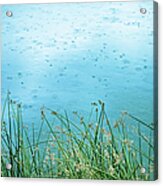 Pond, Reeds & Rain - Nature Background Acrylic Print