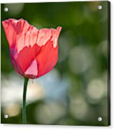 Poppies Acrylic Print