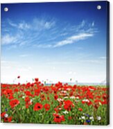 Poppies On A Bright Sunny Day Acrylic Print