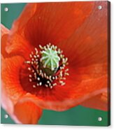 Poppy Flower Acrylic Print
