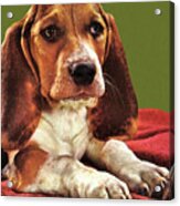 Portrait Of A Beagle Acrylic Print