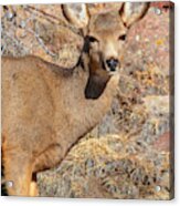 Portrait Of A Deer In The Morning Acrylic Print