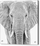 Portrait Of An African Elephant Bull In Monochrome Acrylic Print
