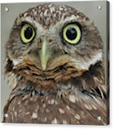 Portrait Of Burrowing Owl Acrylic Print